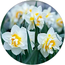 Елена Одайник profile picture